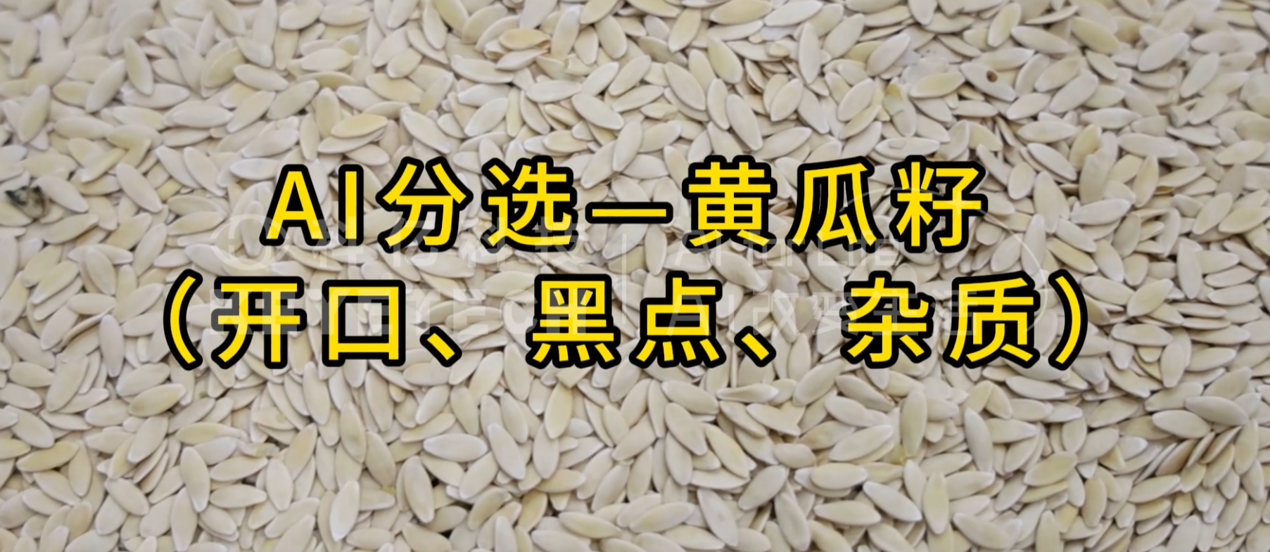 AI立式智能分选机-黄瓜籽（开口、黑点、杂质）