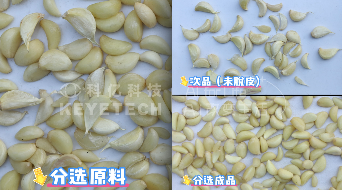 AI履带式智能分选机-大蒜（未脱皮）