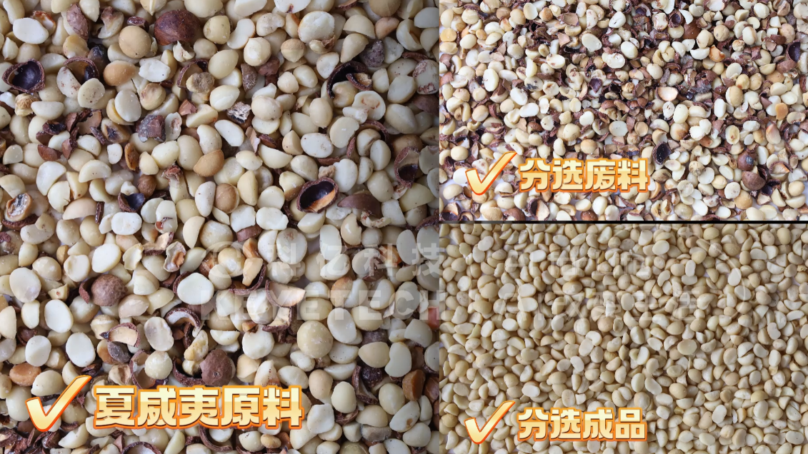 AI履带式分选机-夏威夷果（带壳、发黄）