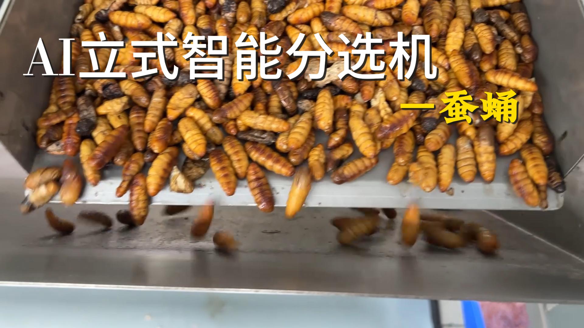 AI履带式智能分选机-蚕蛹