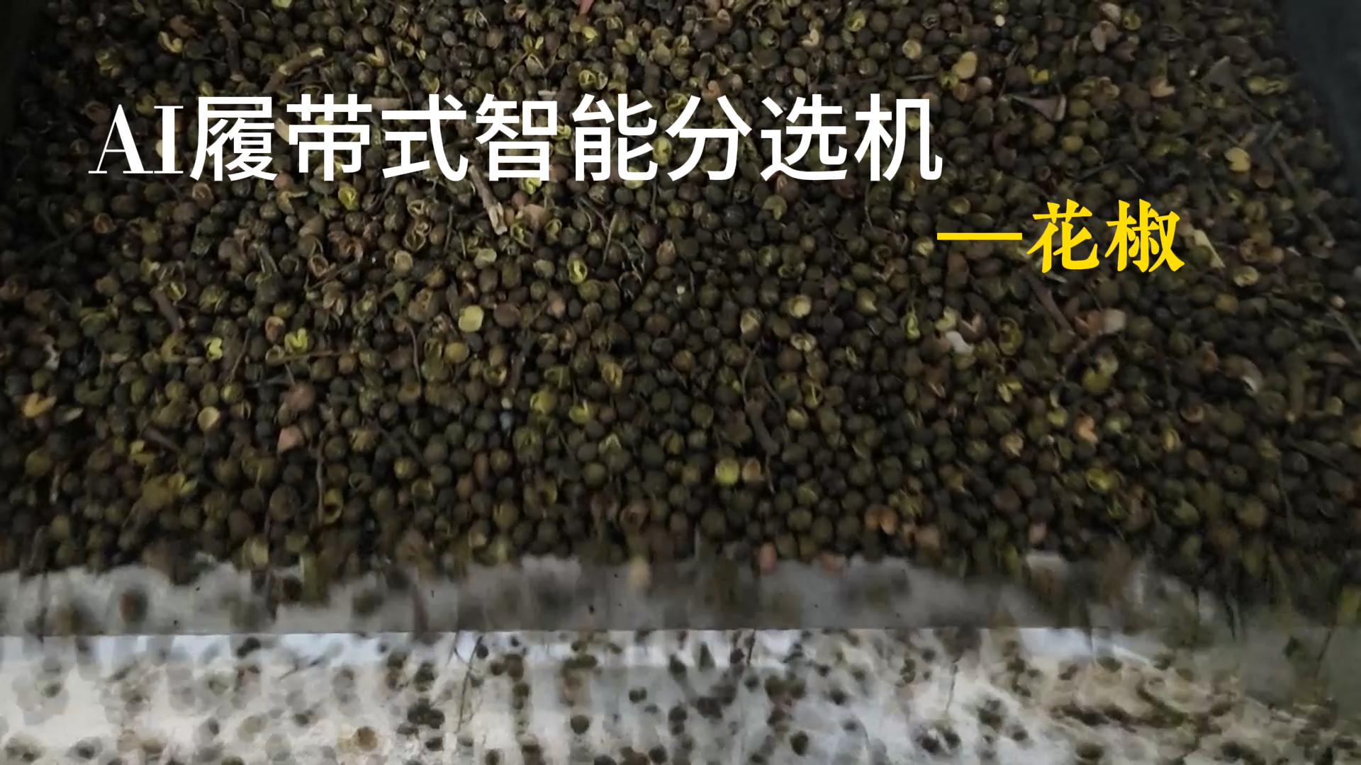 AI履带式分选机-花椒