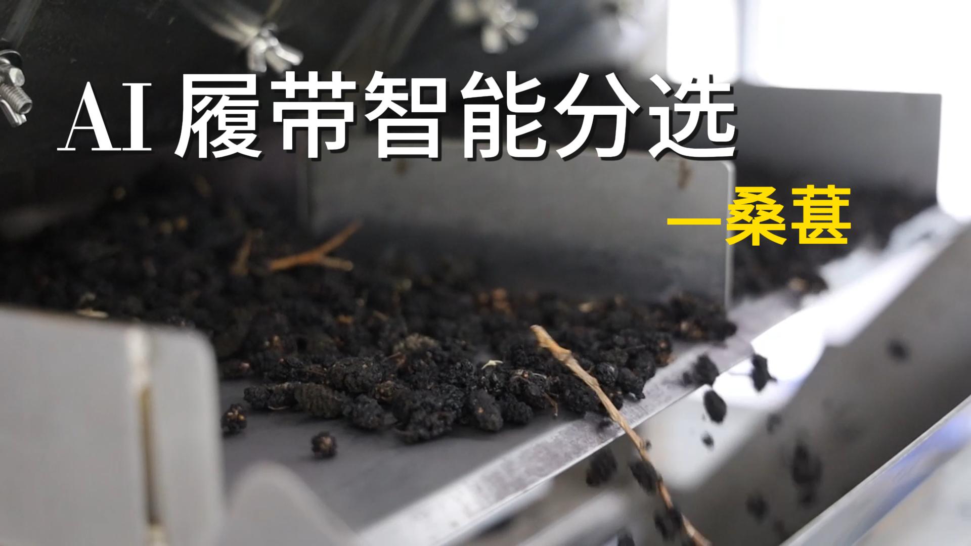 AI履带智能分选机-桑葚