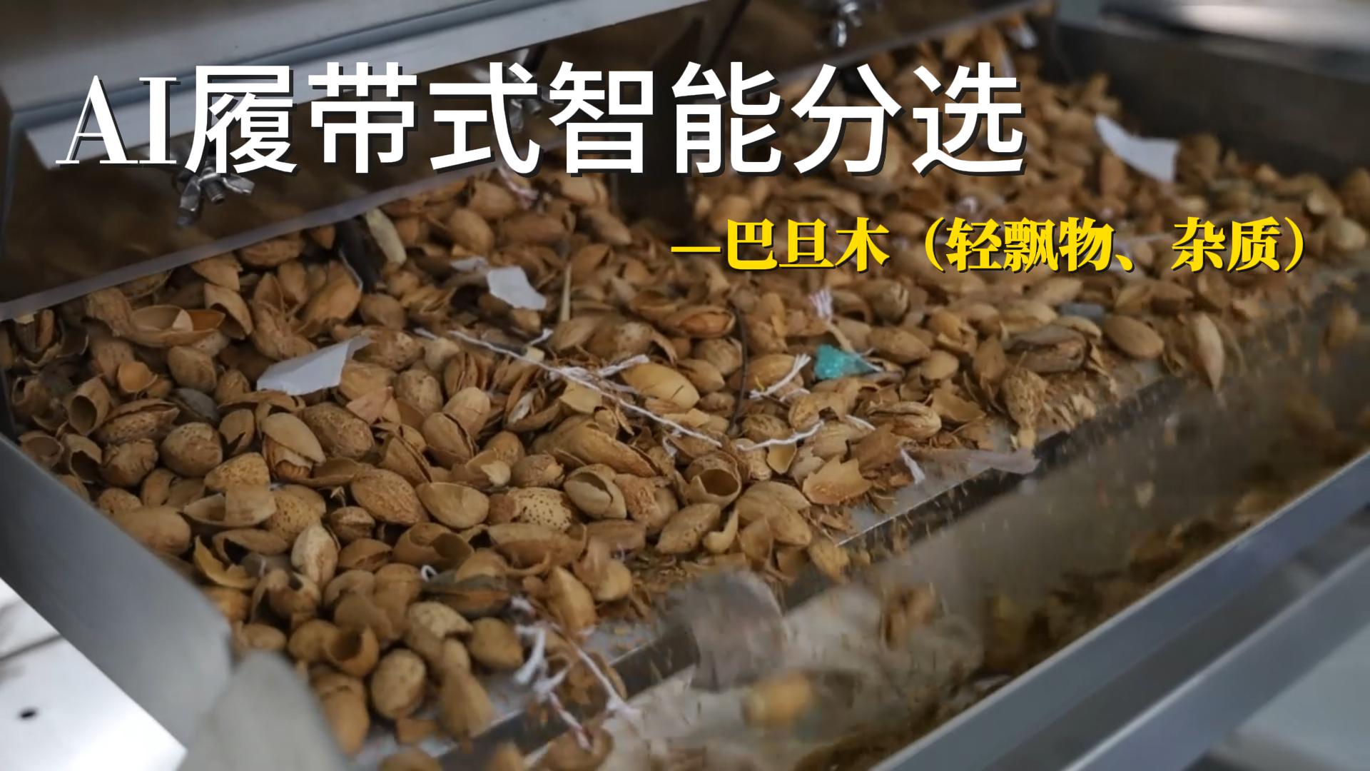 AI履带式智能分选机-巴旦木（轻飘物、杂质）