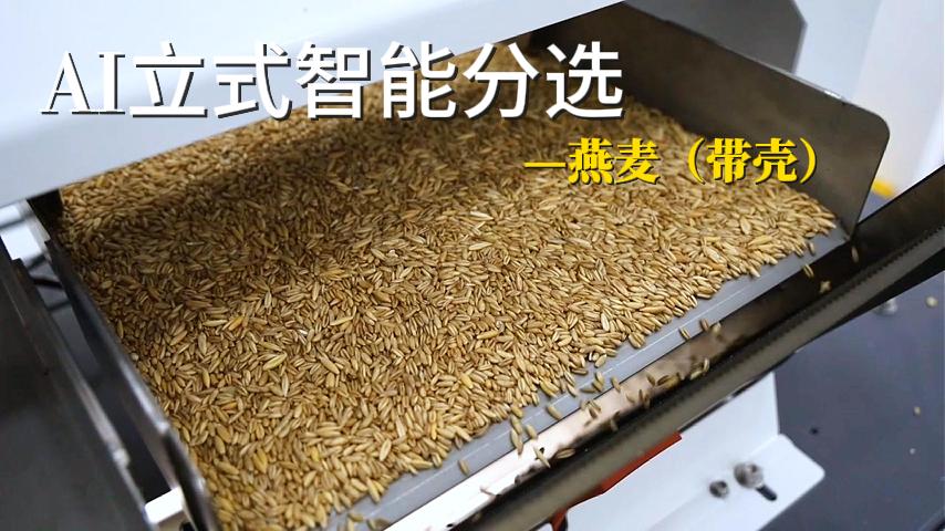 燕麦
