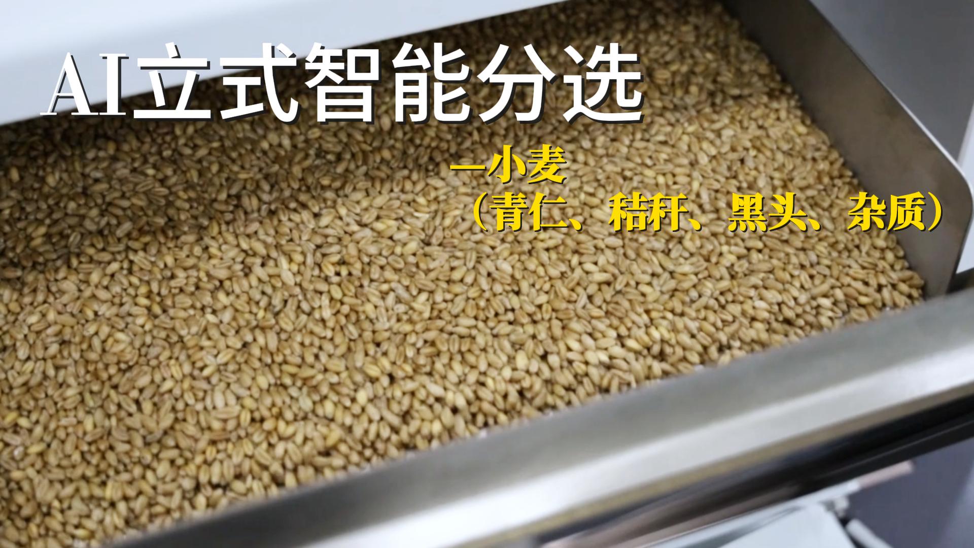 小麦（青仁、秸秆、杂质、黑头）